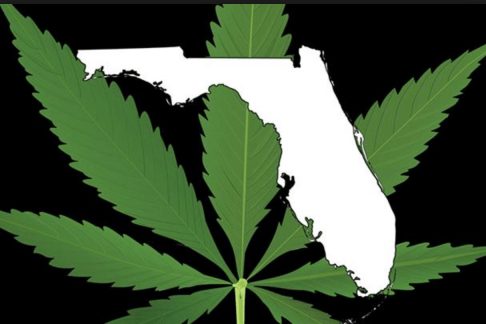 Marijuana Enforcement in Florida - A Haze of | Morris Law Firm, P.A.